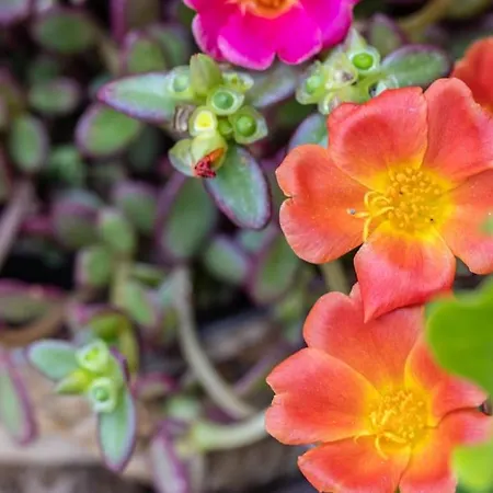 Apartament Cconforthotels Domus Venezia Bari