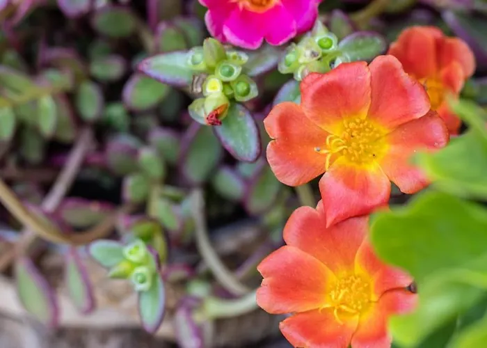 Апартаменты Cconforthotels Domus Venezia Бари